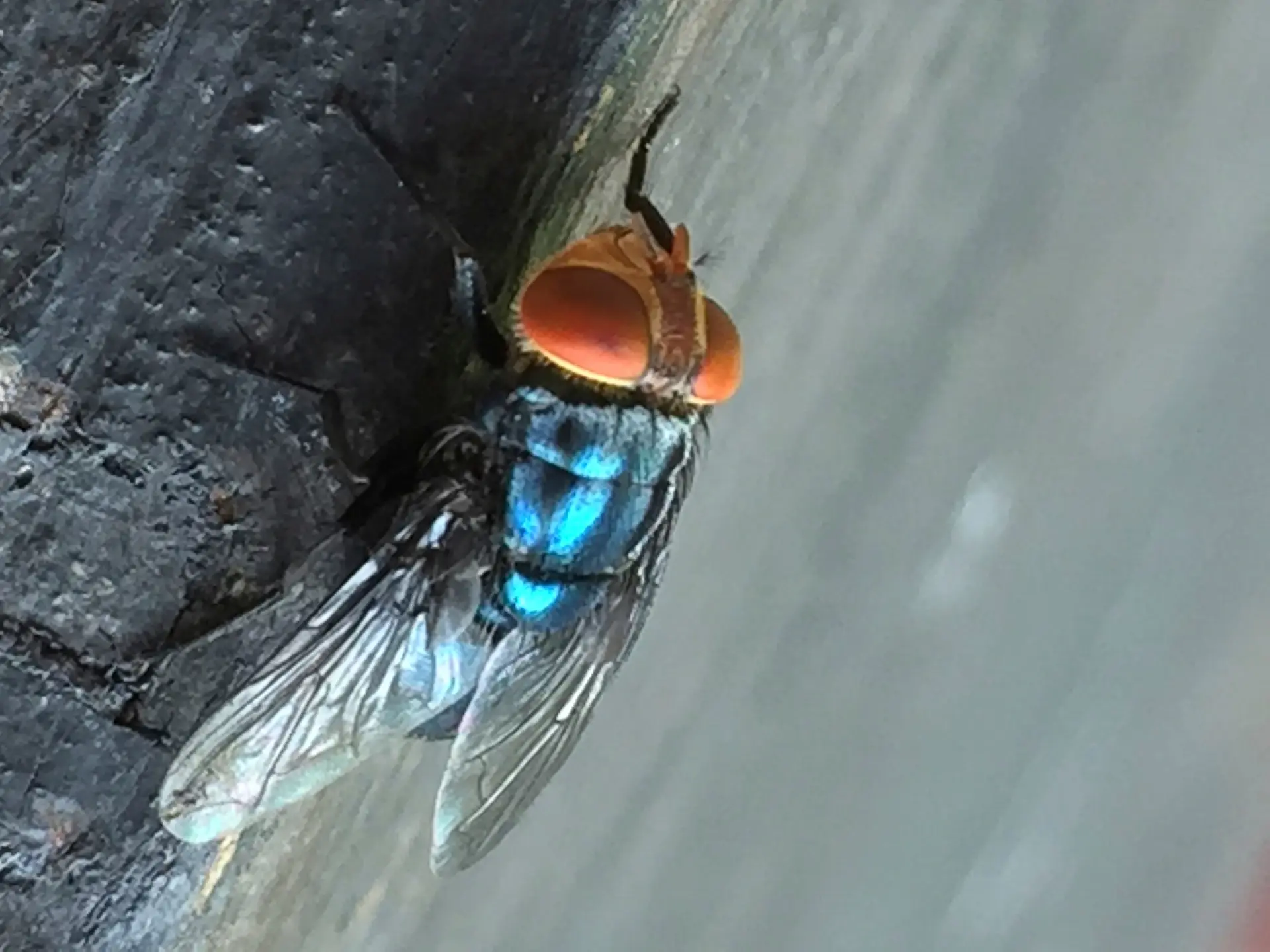 Uma mosca-bicheira-do-Novo-Mundo adulta em repouso.