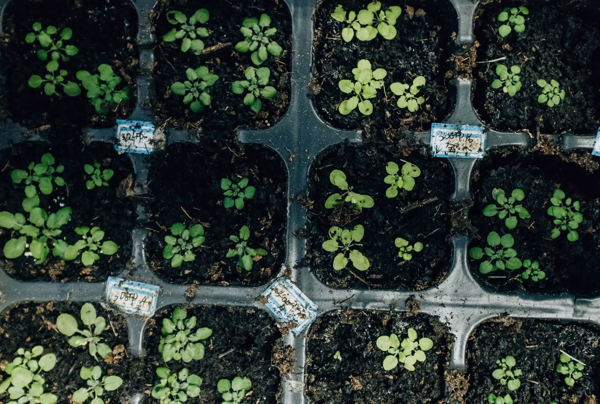 Mutação em plantas de Cabo Verde sugere como culturas agrícolas podem resistir ao sal