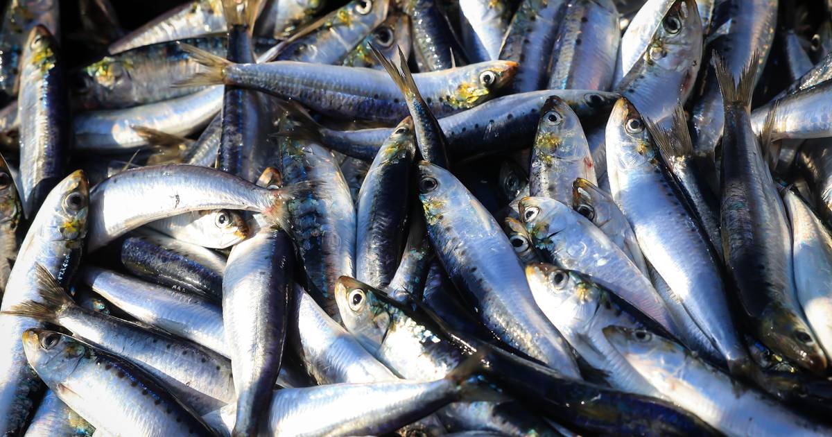 Em época de Santos Populares, preço da sardinha aumenta e po