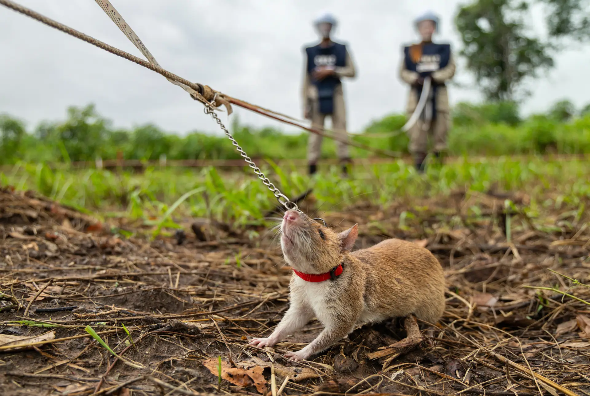 Ratos gigantes africanos ajudam a salvar vidas no Camboja