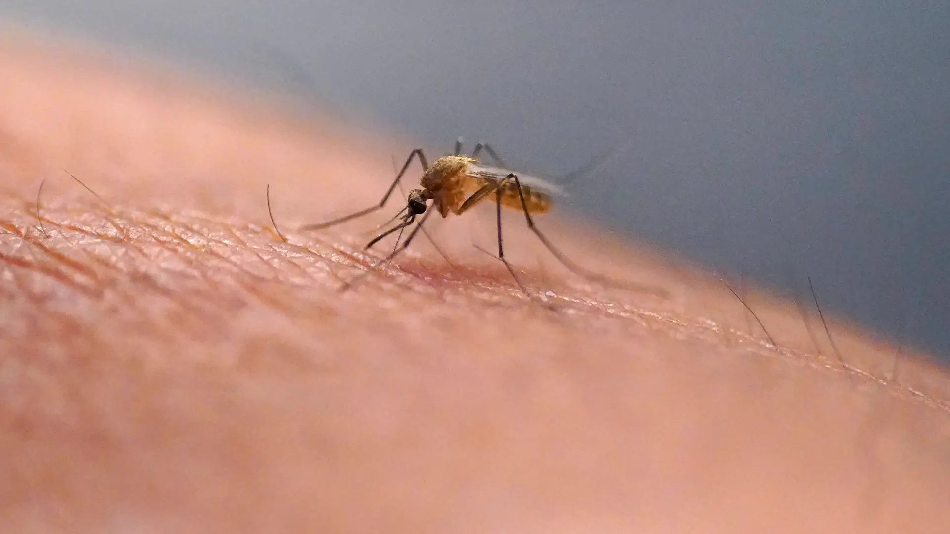 Mosquito transmissor da dengue e do zika detetado na Covilhã