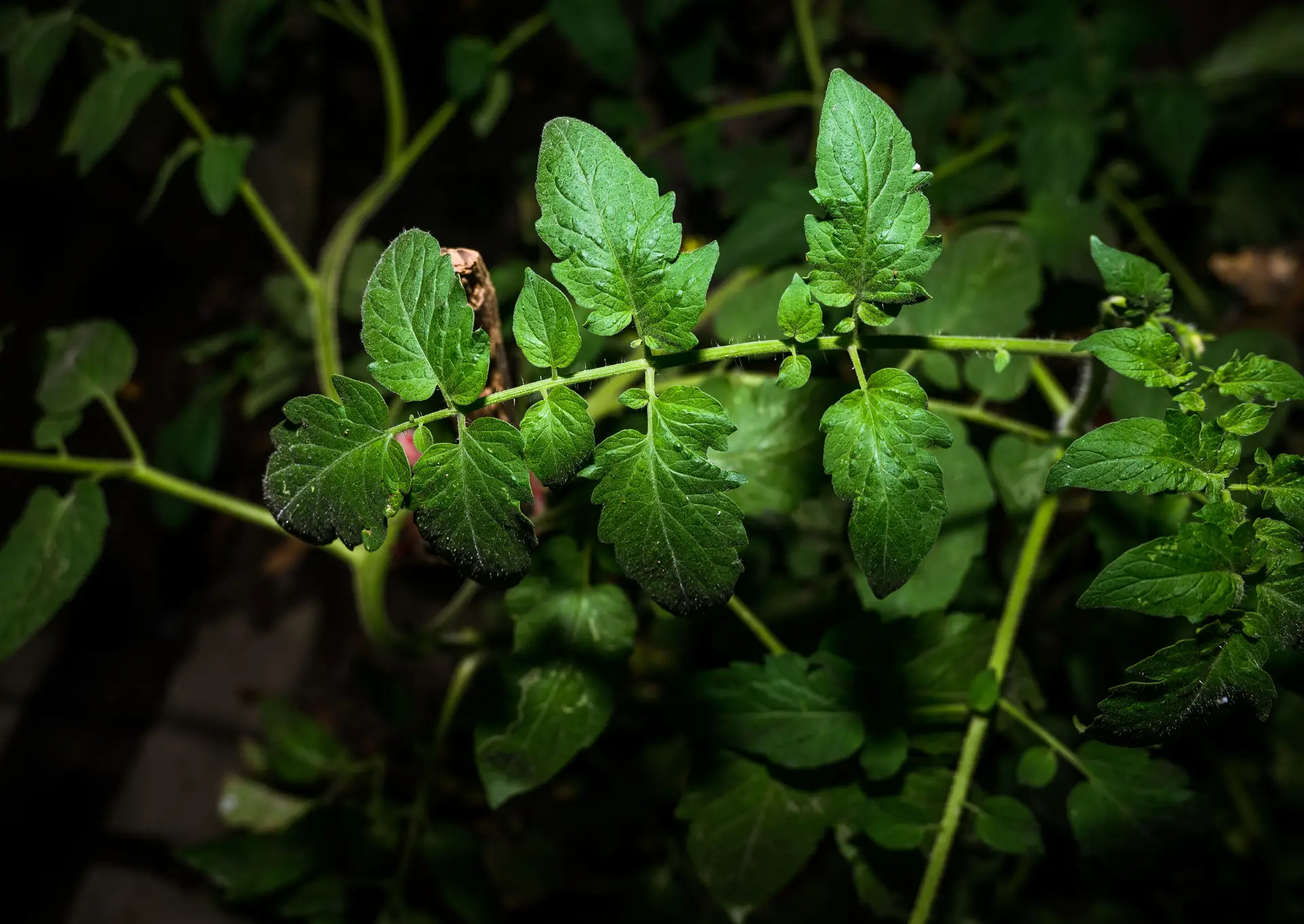 Sons emitidos pelas plantas têm impacto nas decisões de alguns animais
