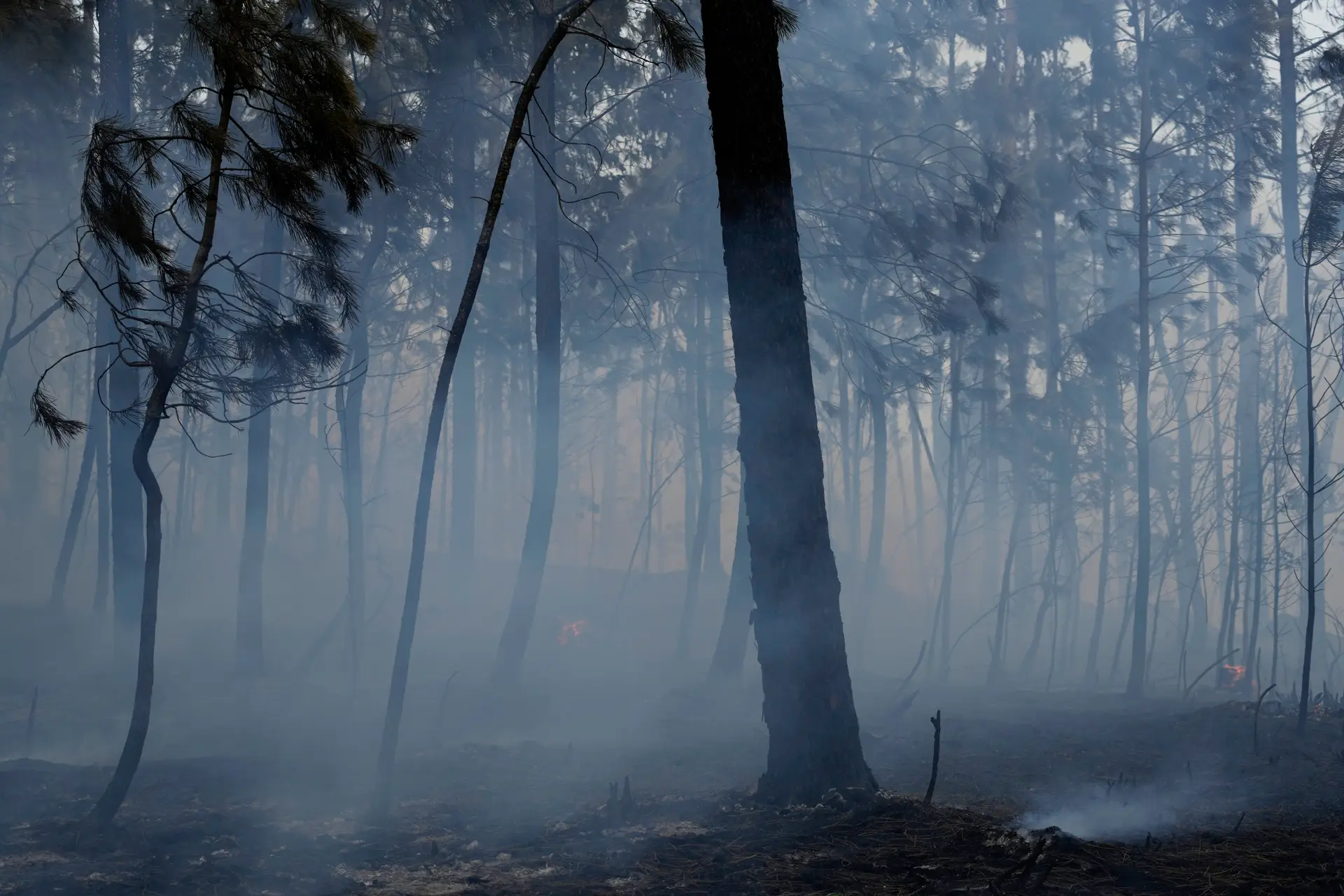 Crime de fogo florestal: detidas 36 pessoas em flagrante delito este ano