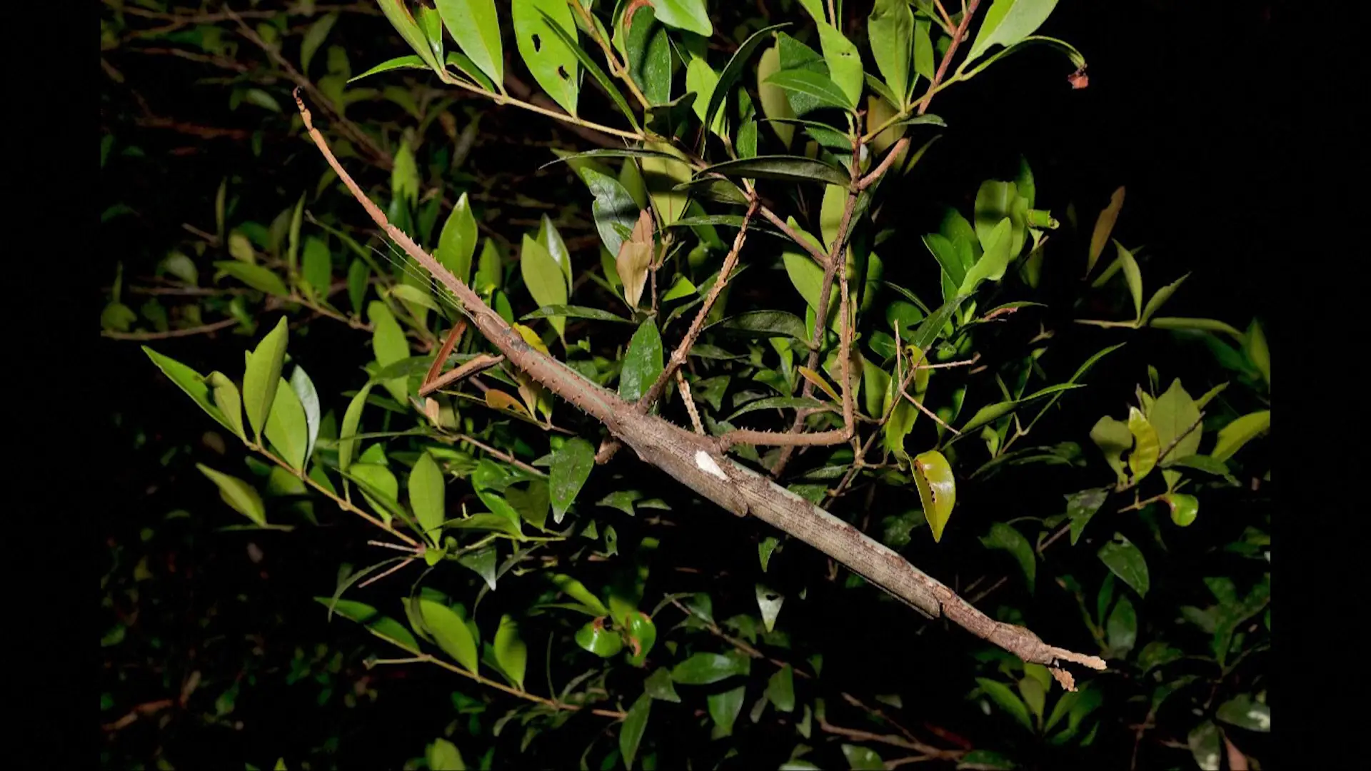 Inseto descoberto na Austrália tem asas e parece um pau