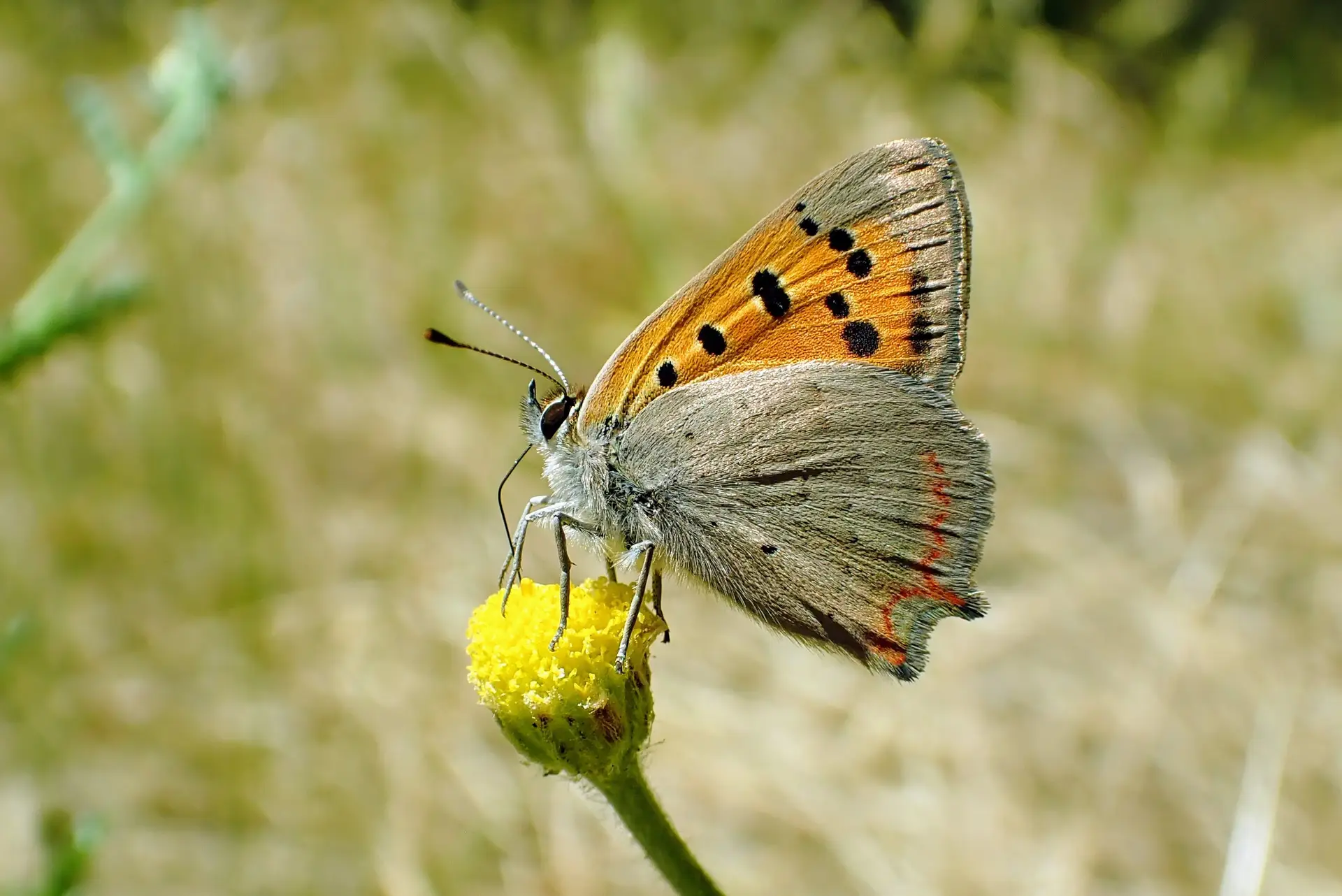 Borboleta-branca-da-Madeira oficialmente extinta - SIC Notícias