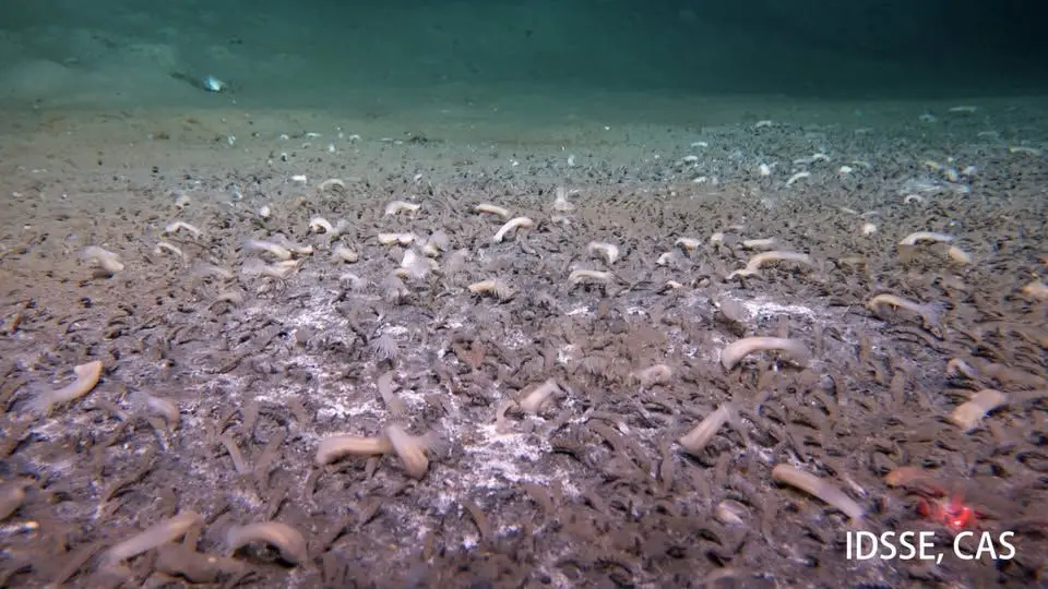 Gusanos y moluscos encontraron una profundidad de 10 km