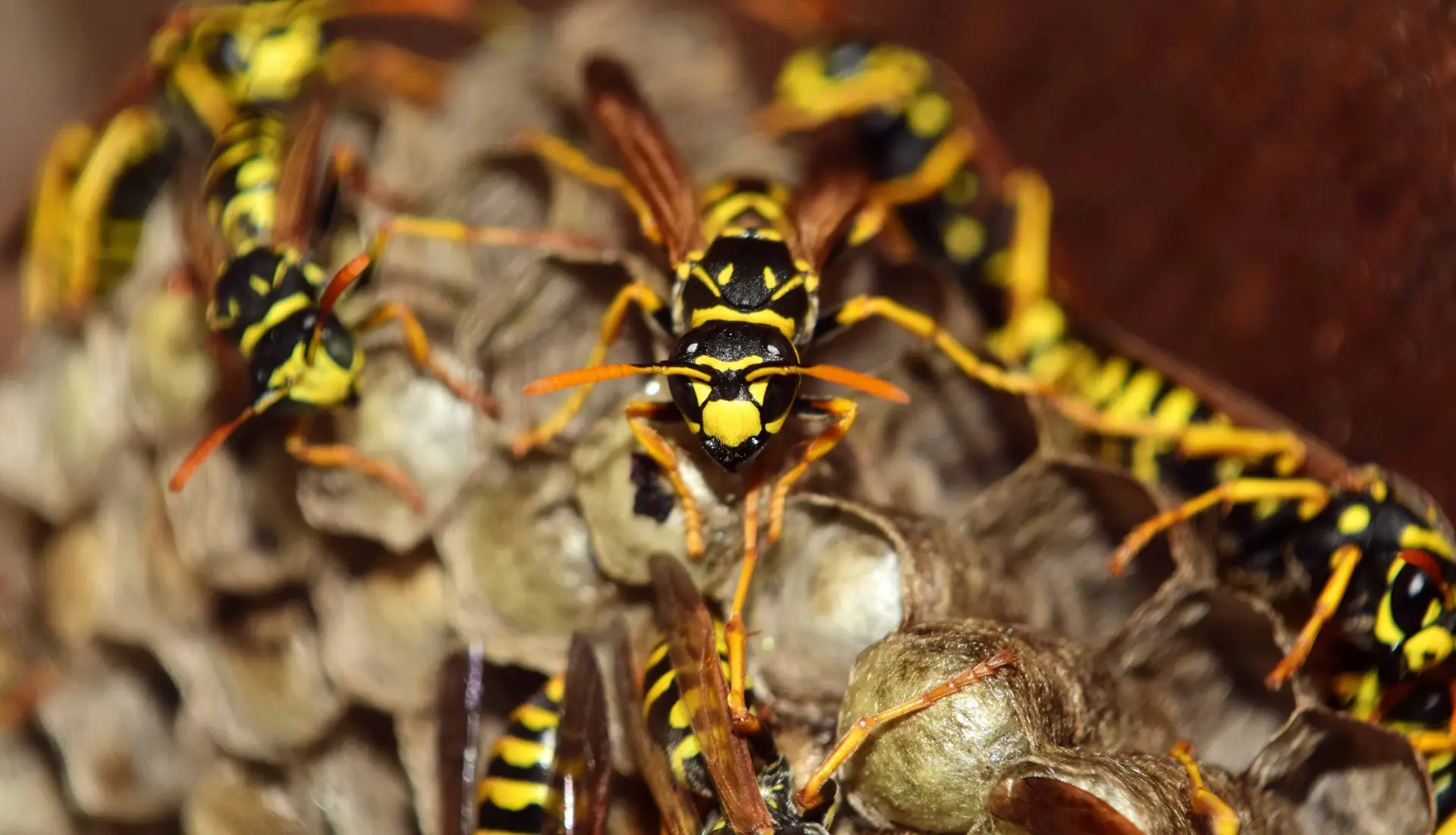 Ninho de vespas radioativo encontrado em antiga instalação nuclear dos EUA