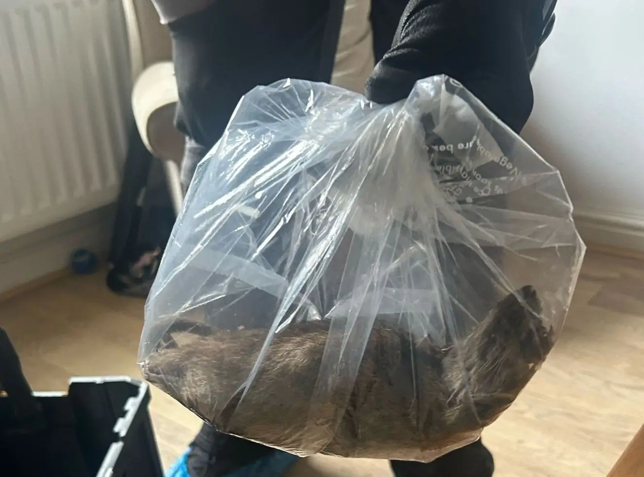 Quase do tamanho de um gato: capturado no interior de uma casa o "maior rato" do Reino Unido 