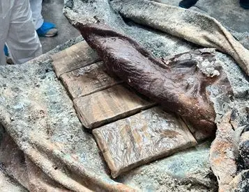 PJ agarra la cocaína más de una tonelada escondida en contenedores con pieles de animales