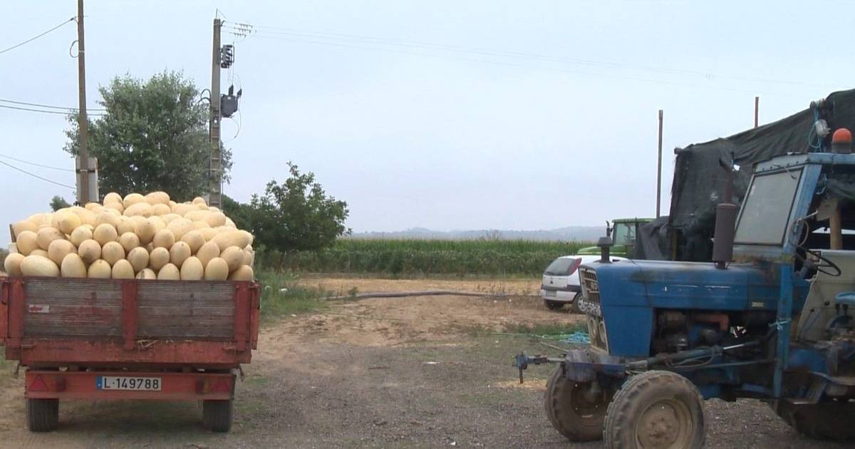"Roubam melão, melancia, até bateria dos tratores": agricultores queixam-se de furtos frequentes