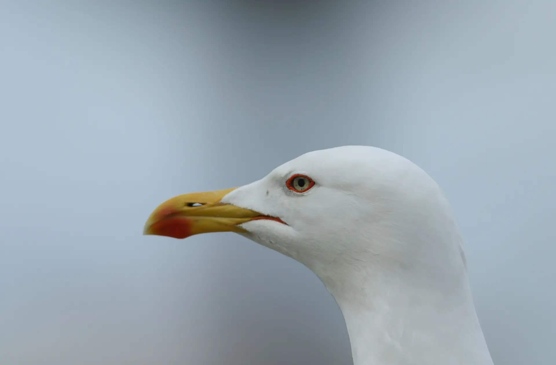 Gripe das aves detetada em ave selvagem na Costa da Caparica
