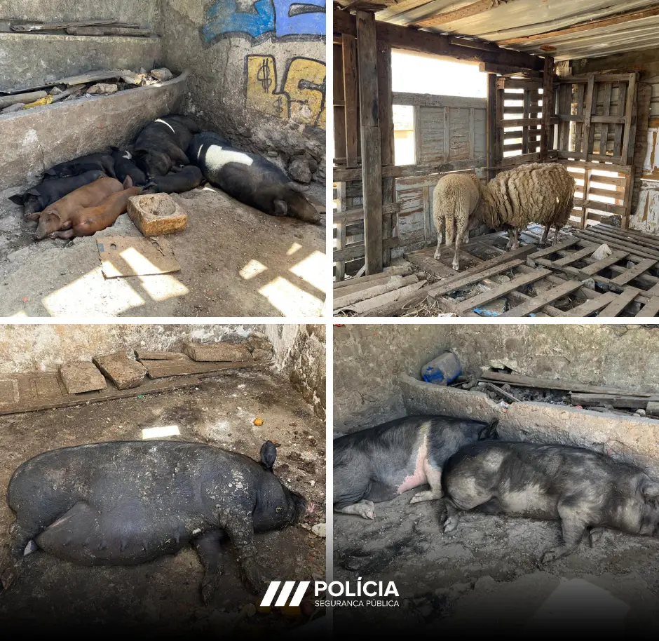 Slututhouse ilegal en sintra descargada para la red de saneamiento público