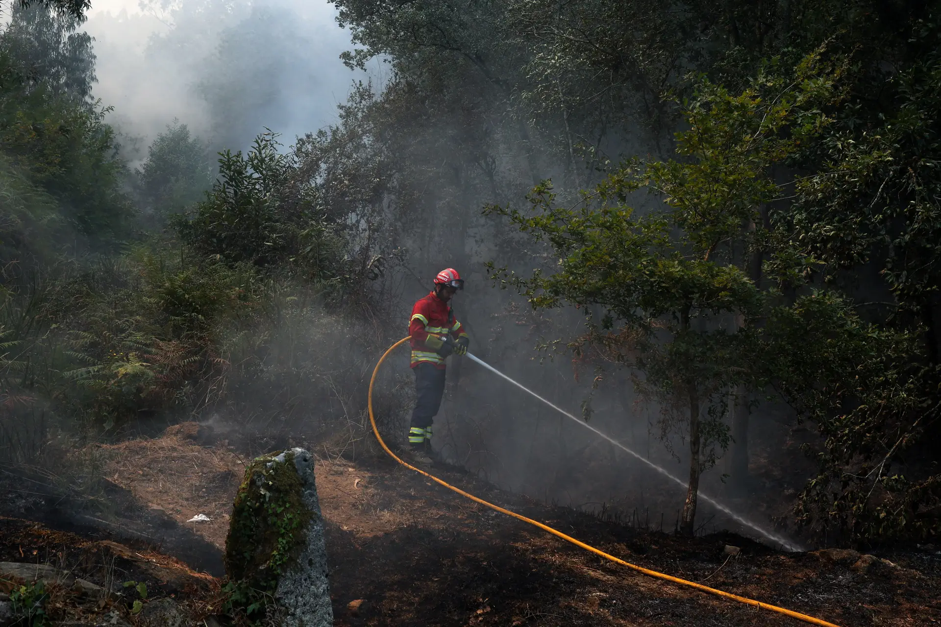 Cerca de 8 mil hectares ardidos em Trancoso desde sábado
