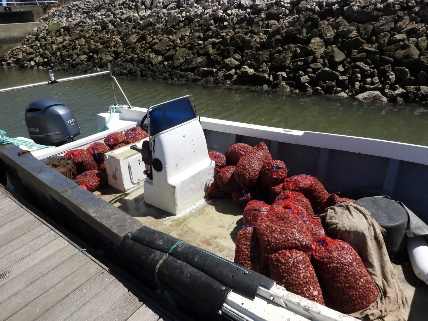 Apreendidas sete toneladas de amêijoa imprópria para consumo apanhada no Tejo