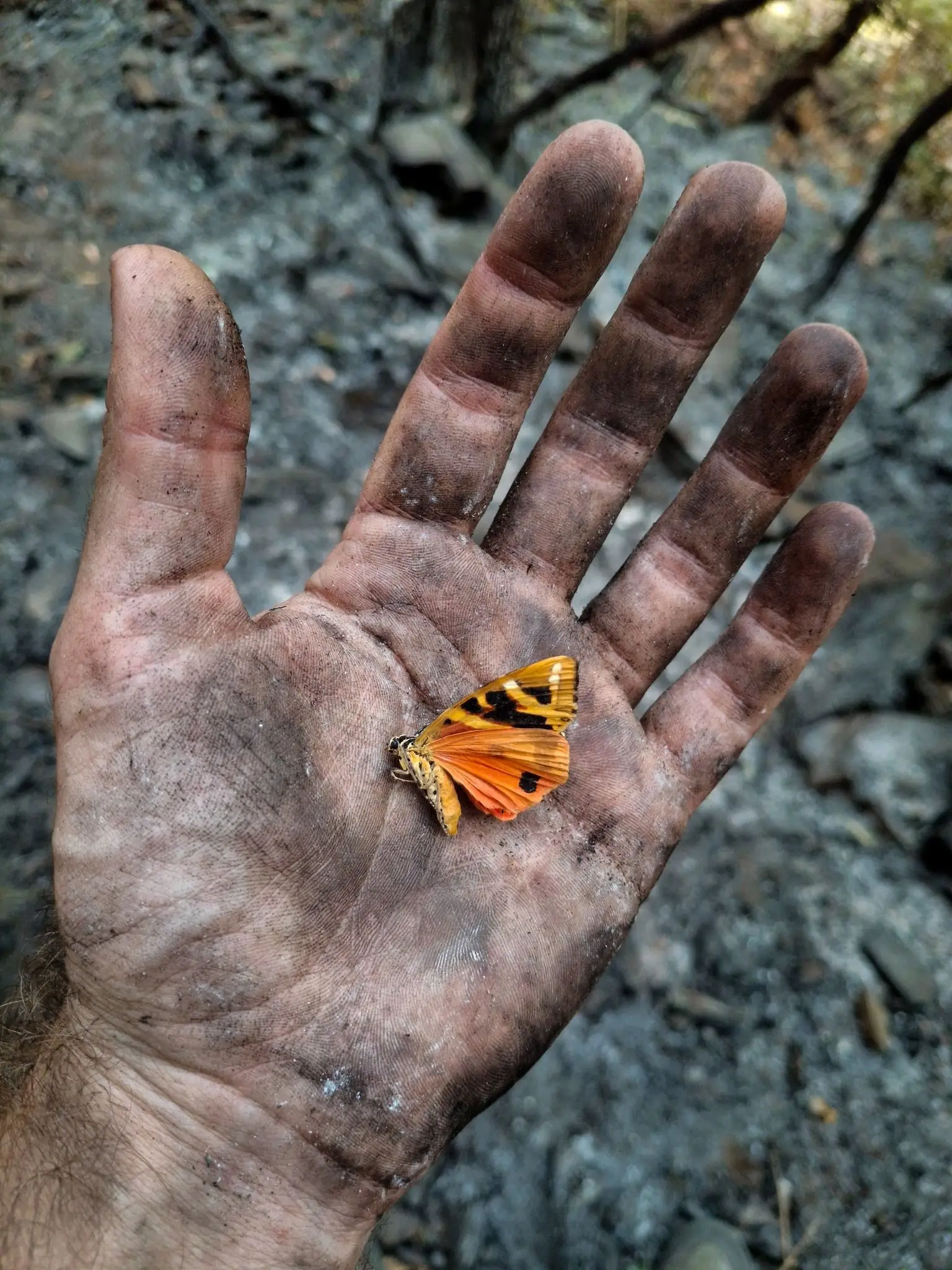 Entre o negro das cinzas e as cores de uma borboleta: o pouco que resta do “vazio” da Bio-Reserva do Vale da Aveleira