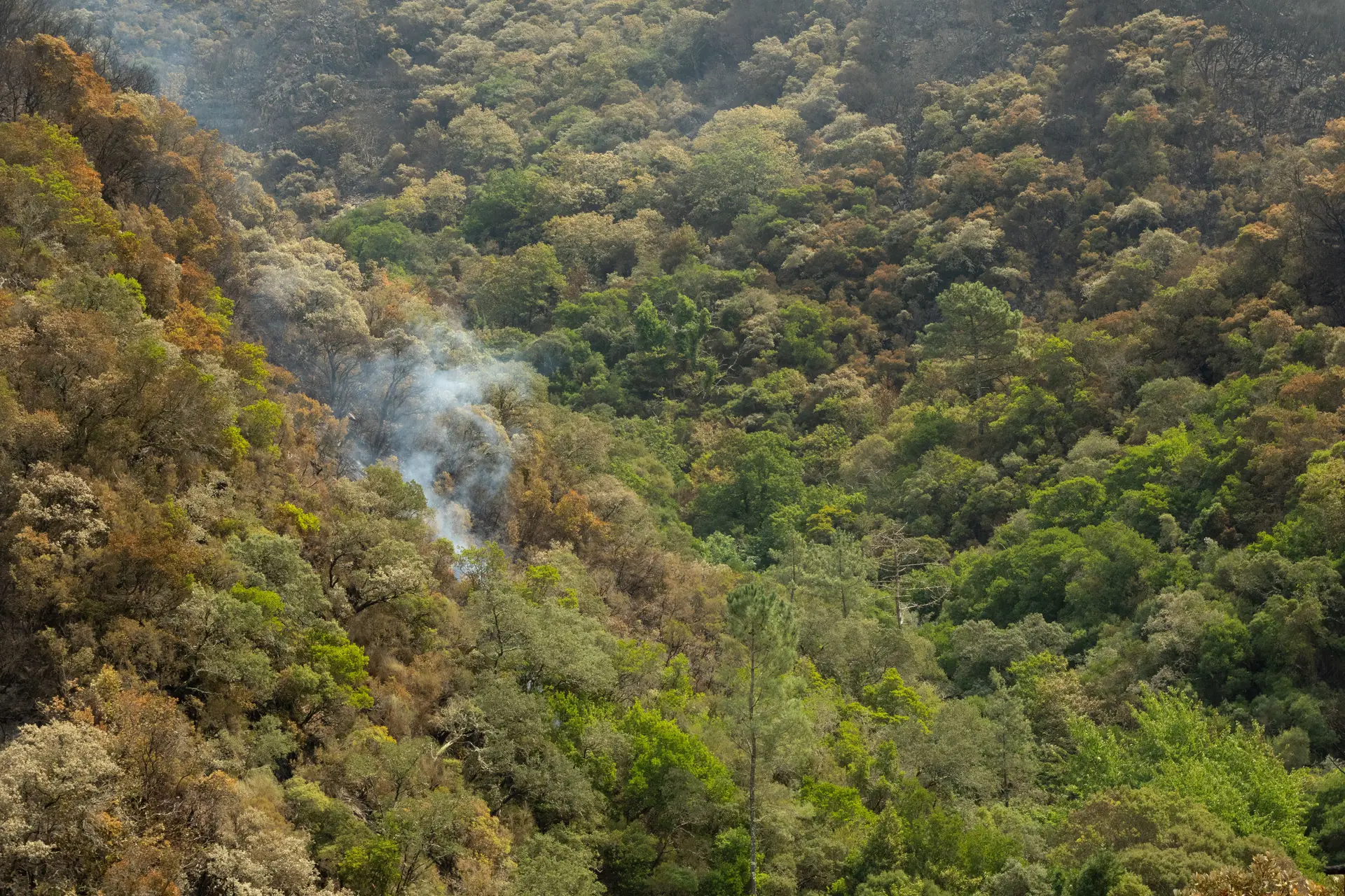 Bio-Reserva Integral do Vale da Aveleira após o incêndio 
