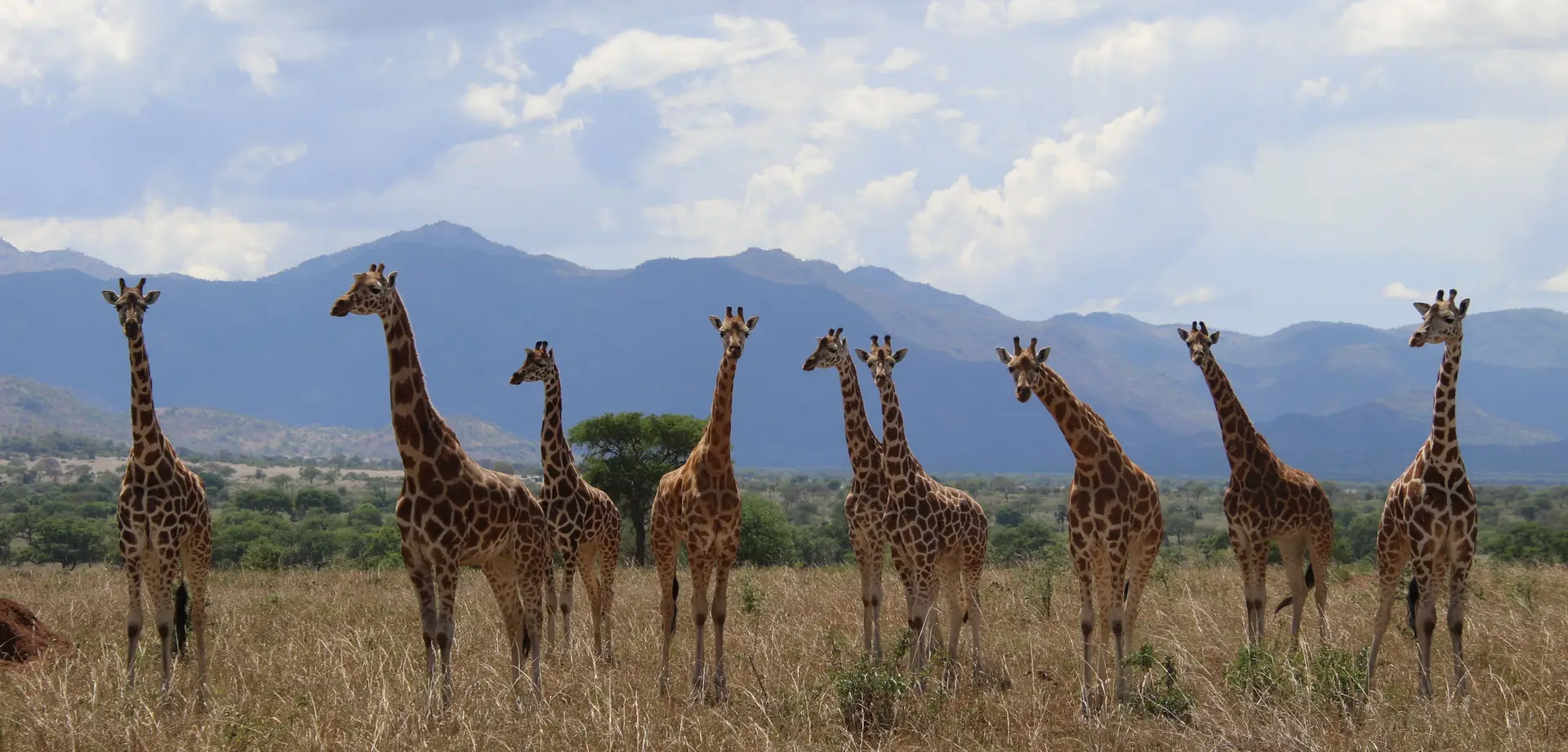 Quatro espécies diferentes de girafas reconhecidas em reclassificação histórica