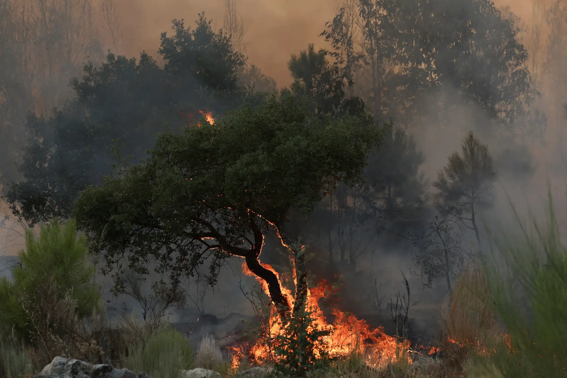 Risco máximo de incêndio em 14 concelhos de cinco distritos do país