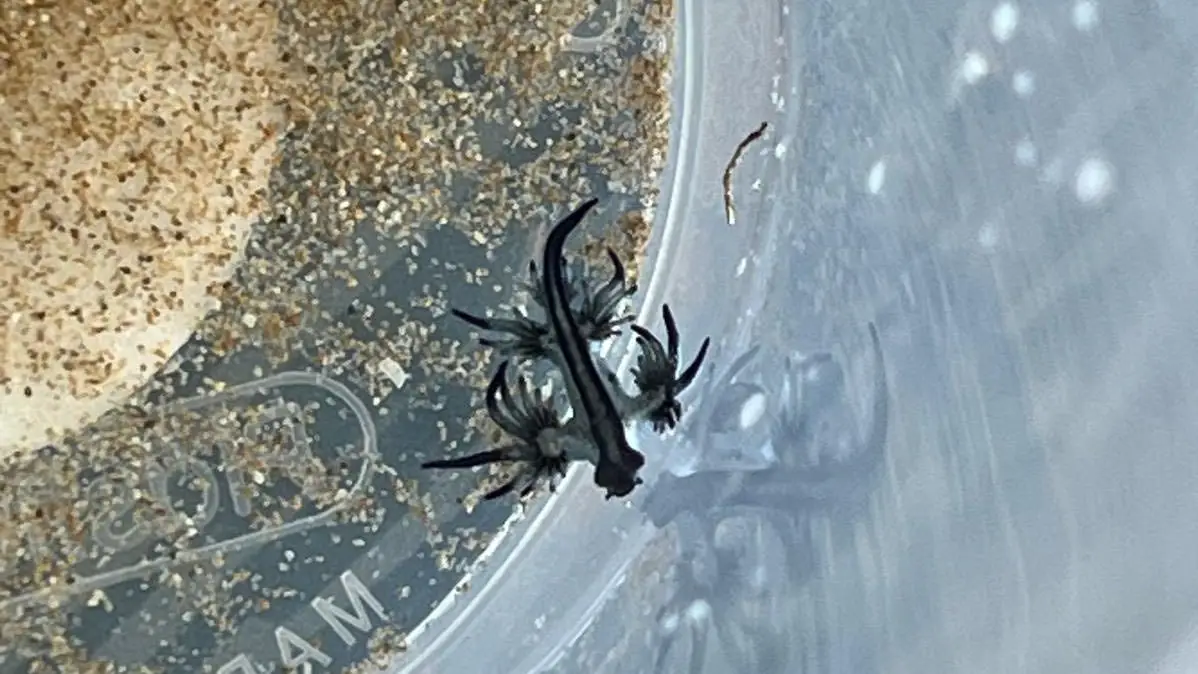 Pequenos, bonitos, mas perigosos: dragões azuis obrigam a proibição de banhos em Alicante