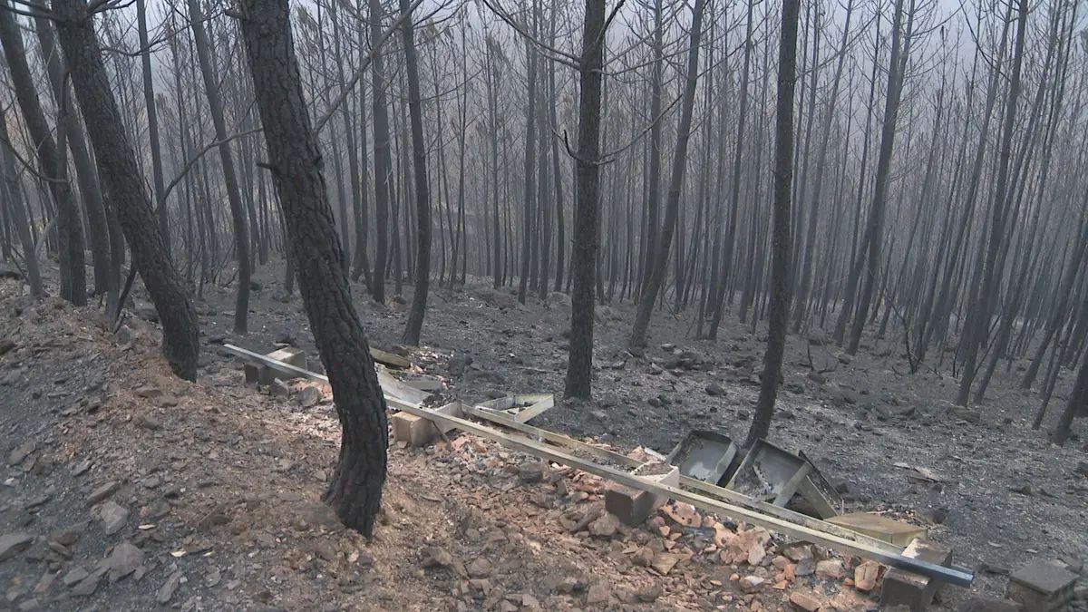 Incêndios de Arganil e Trancoso destruíram cinco mil colmeias