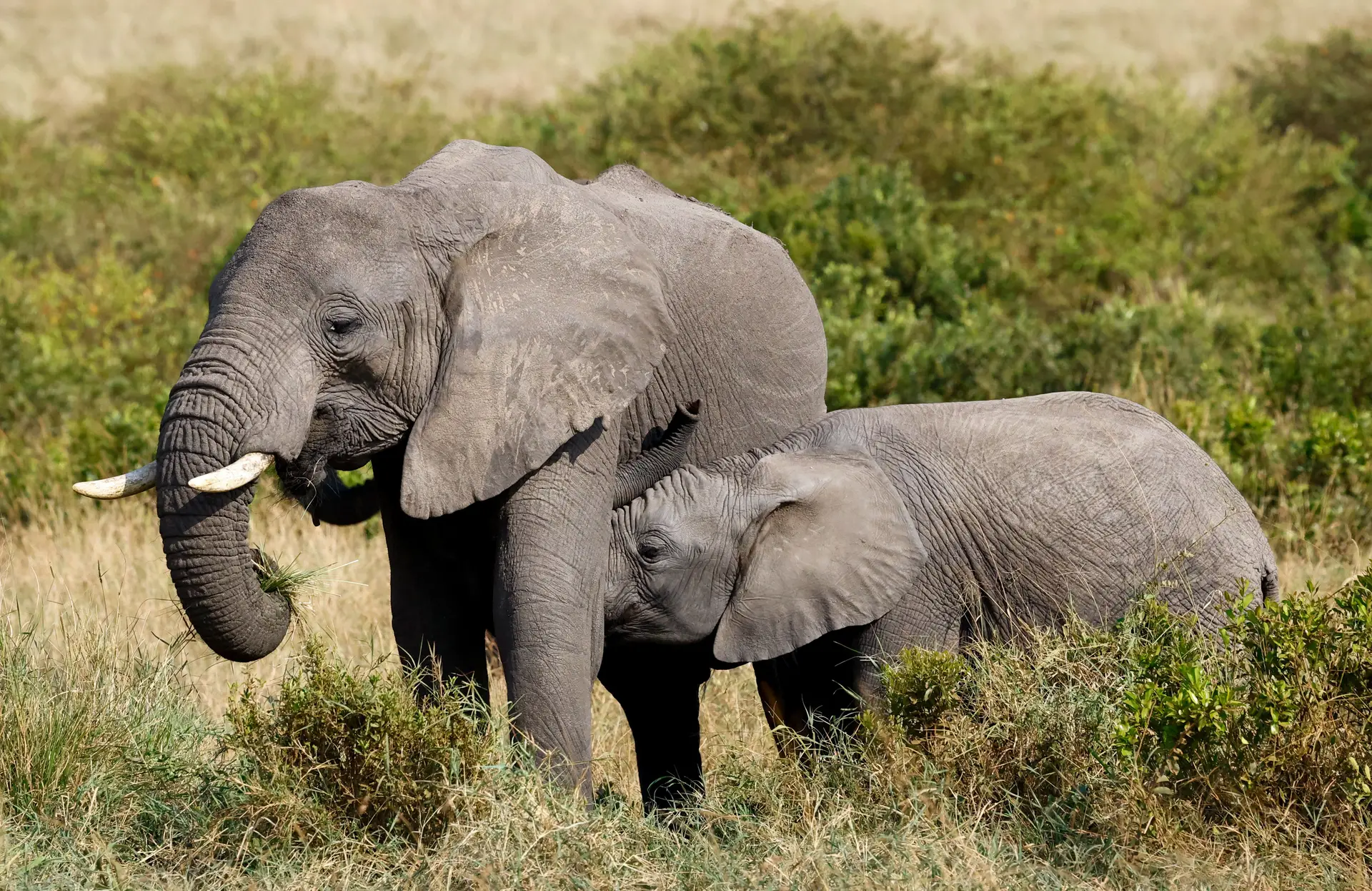 Turista publica vídeo a dar cerveja a elefante e gera polémica nas redes sociais