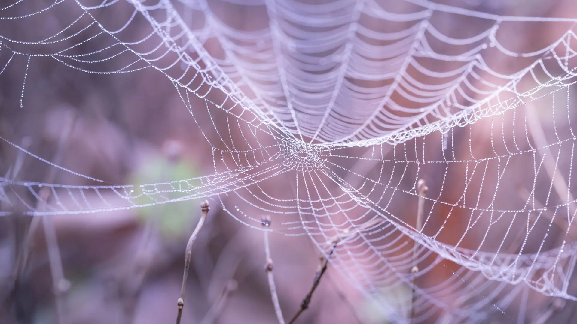 Identificada nova espécie de aranha na Península Ibérica