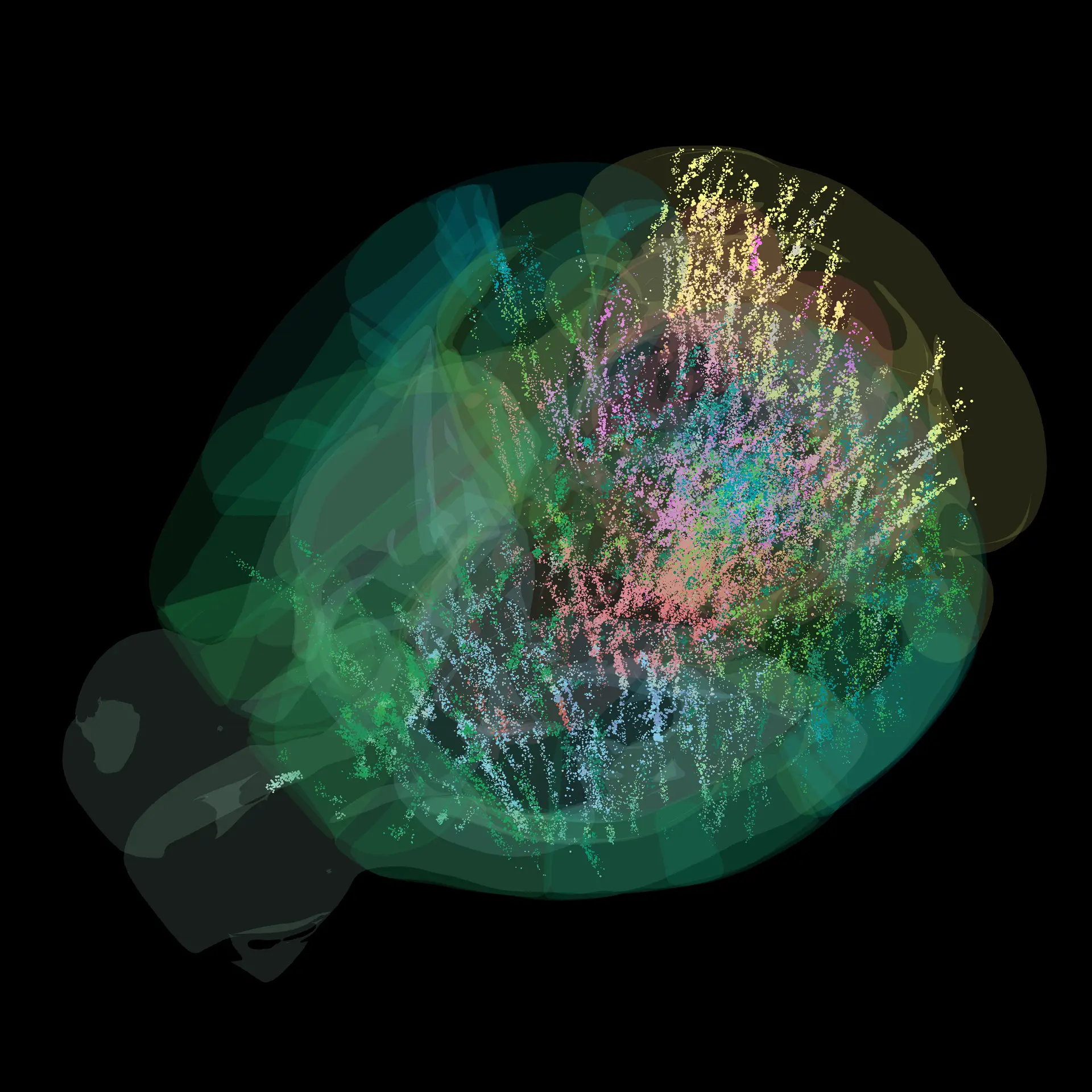 Inédito: neurocientistas revelam primeiro mapa cerebral completo durante tomada de decisão