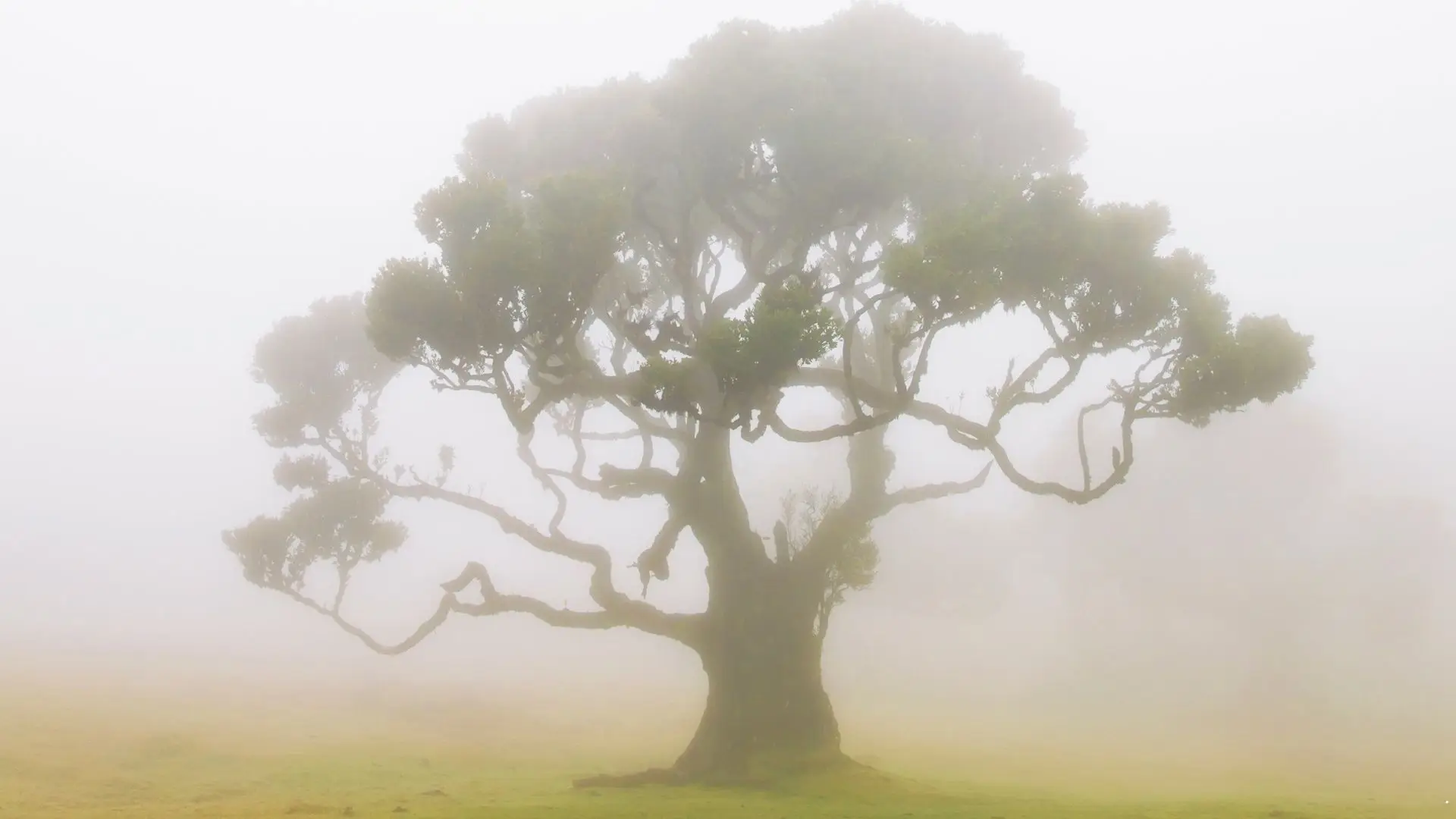 Excesso de visitantes e pastoreio na zona protegida? Quercus exige acabar com "morte lenta” do Fanal na Madeira