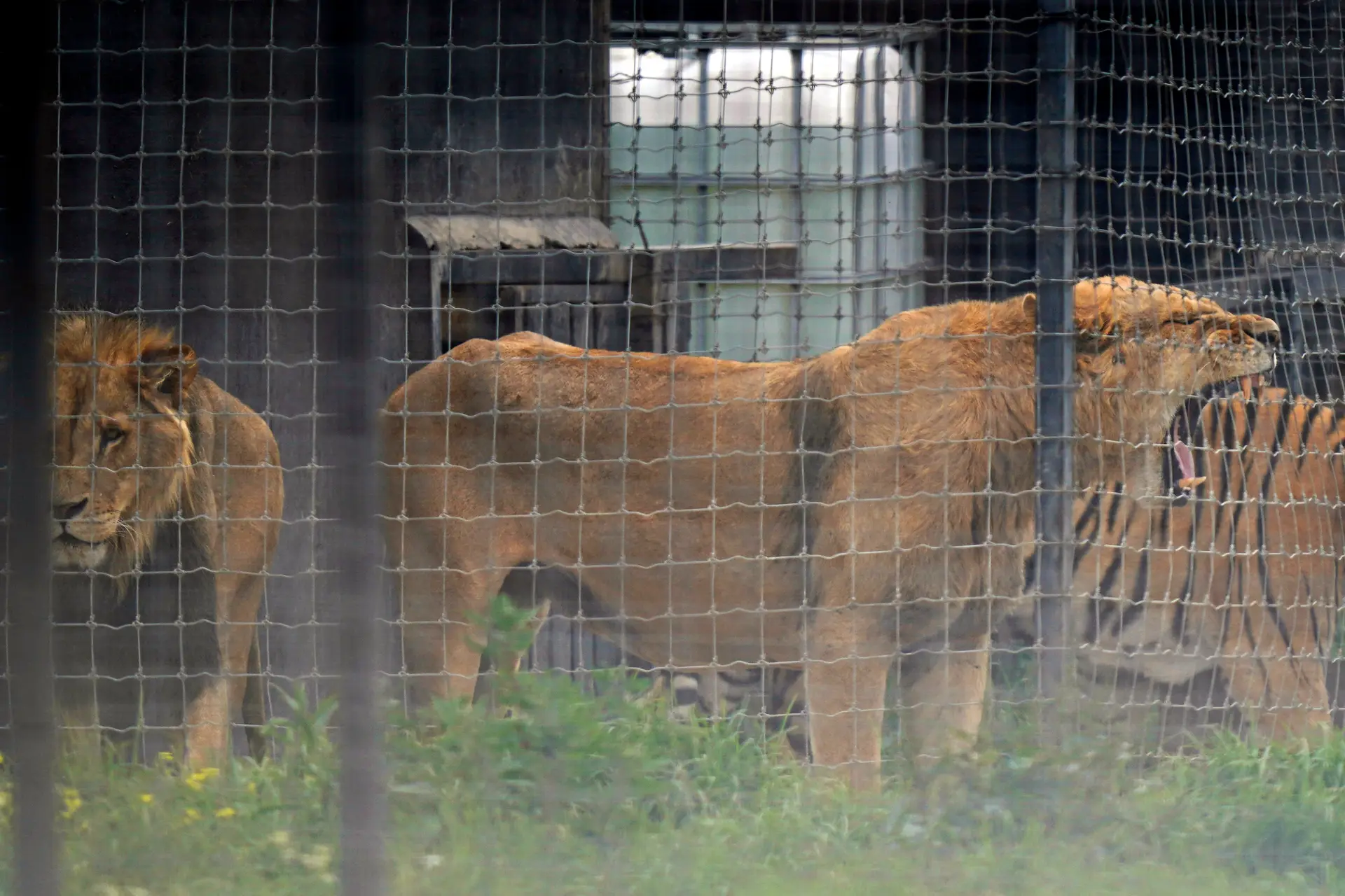 Funcionário de jardim zoológico morto por leões à frente de visitantes