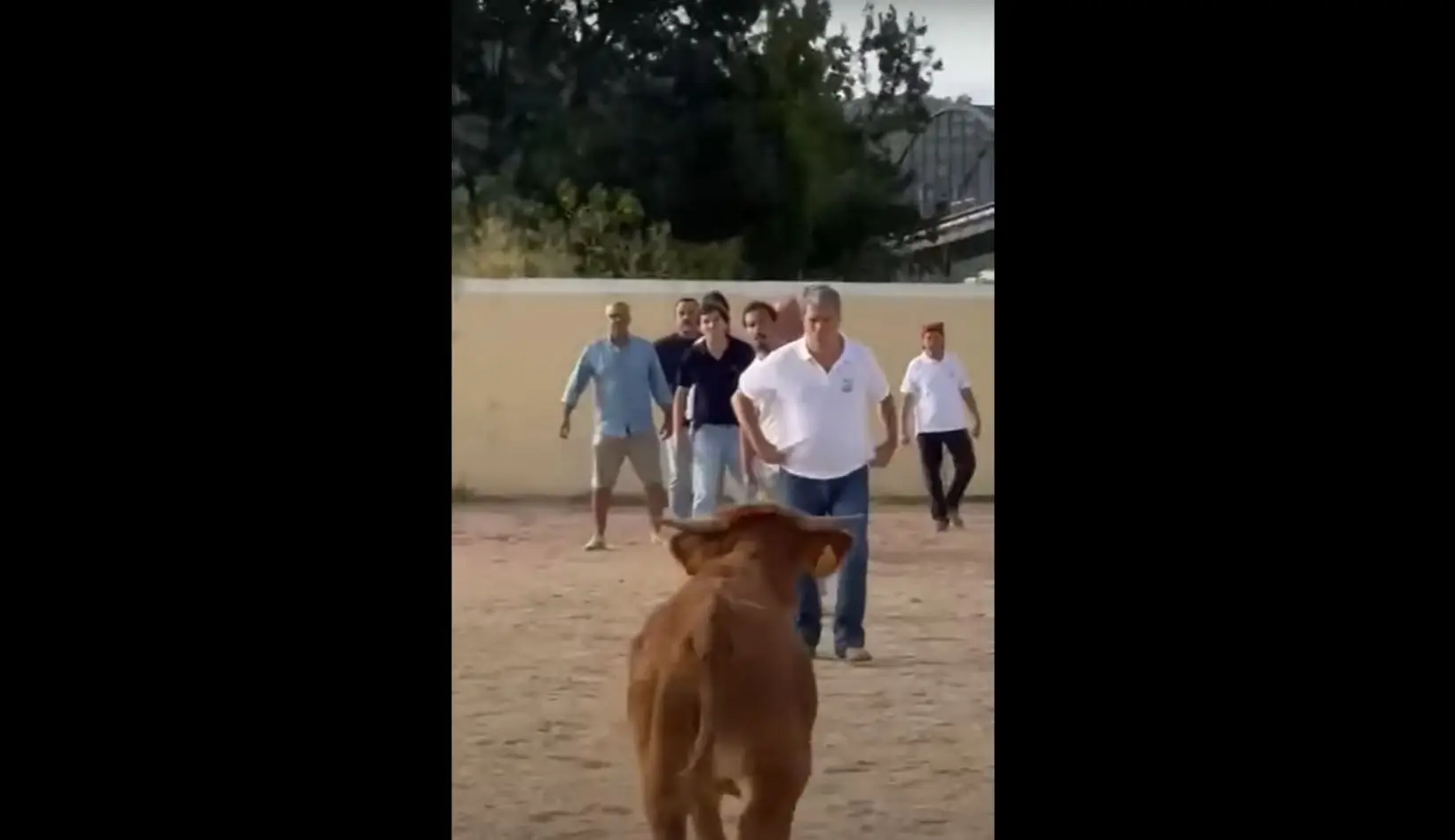 SOS Animal avança com queixa ao MP e ironiza com Paulo Núncio: “Colhido por bezerro mais pequeno que muitos cães”