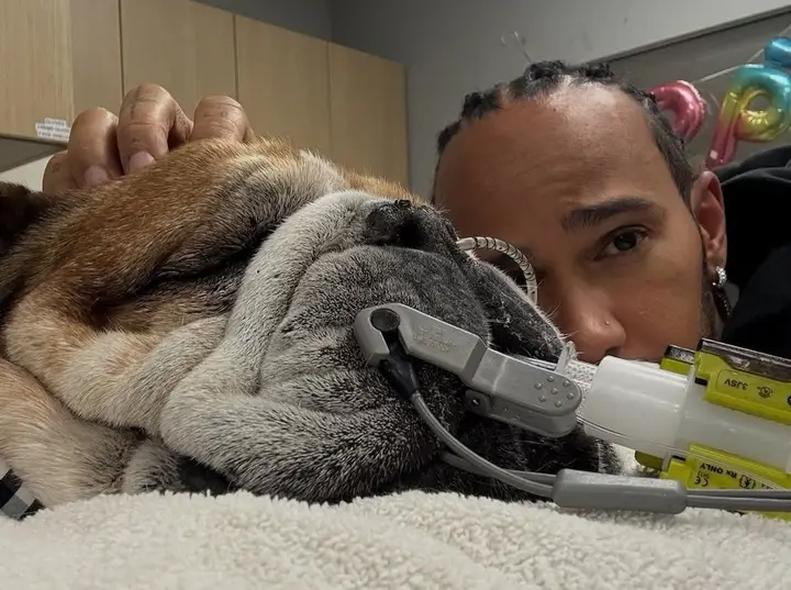 Lewis Hamilton's bulldog, Roscoe, in the Formula 1 paddock.