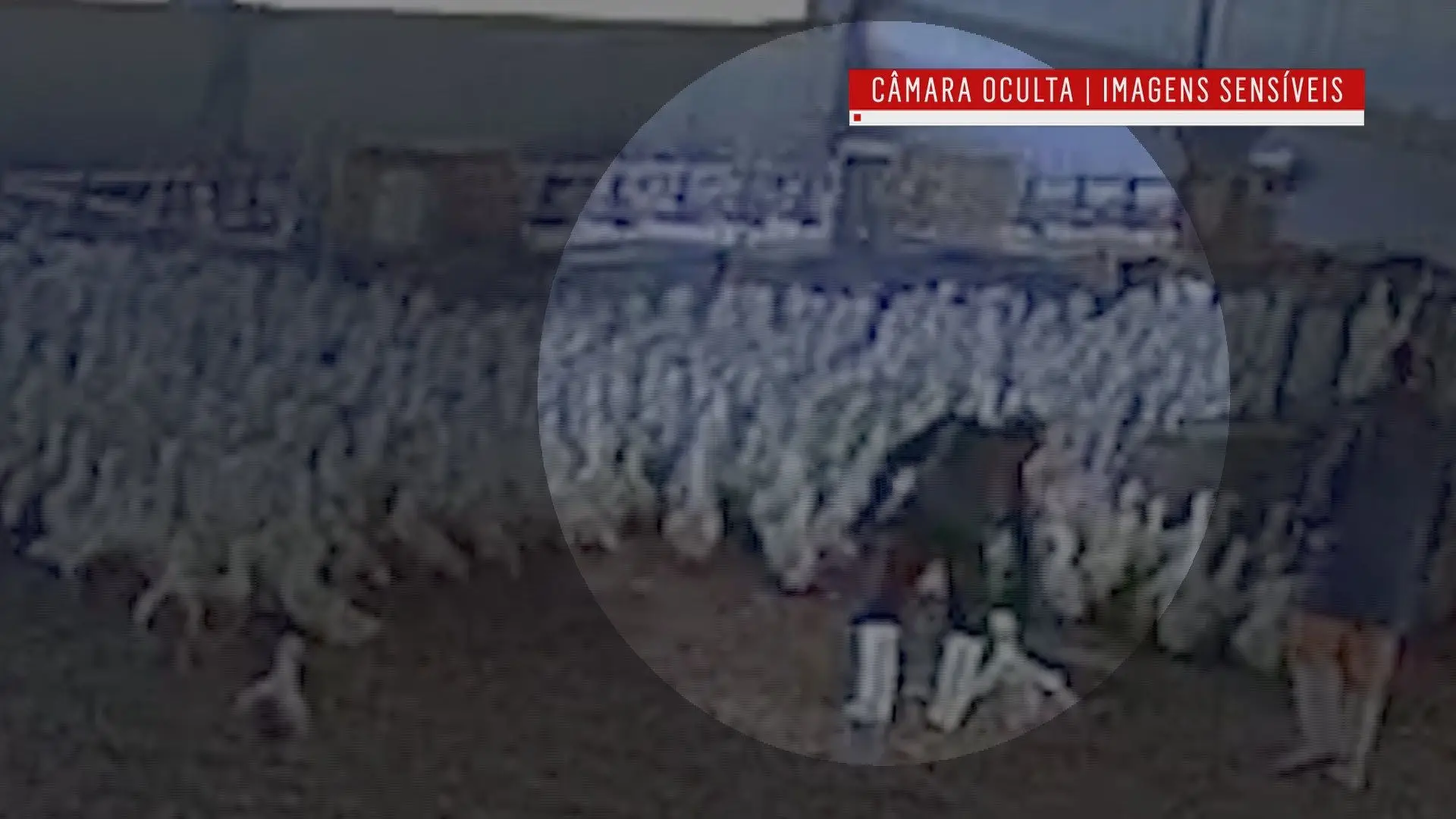 Instituto Halal quer responsabilização da Marinhave sobre casos de maus-tratos revelados pela SIC