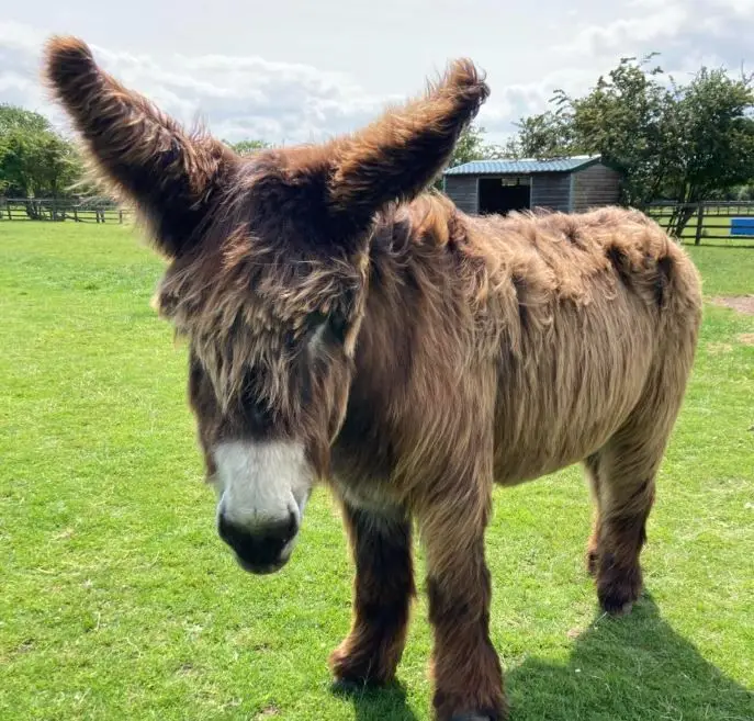 Estes dois burros (muito diferentes) bateram recordes e entraram para o Guinness