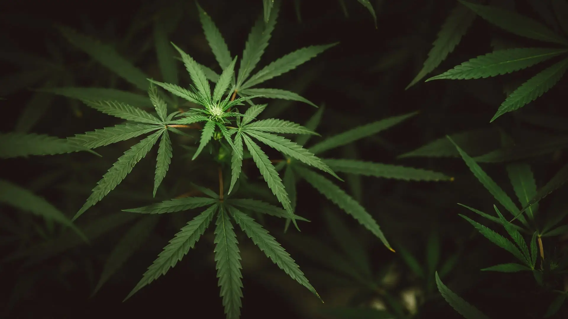 Extrato de canábis não aditivo com "potencial" para aliviar dor lombar crónica, revela estudo