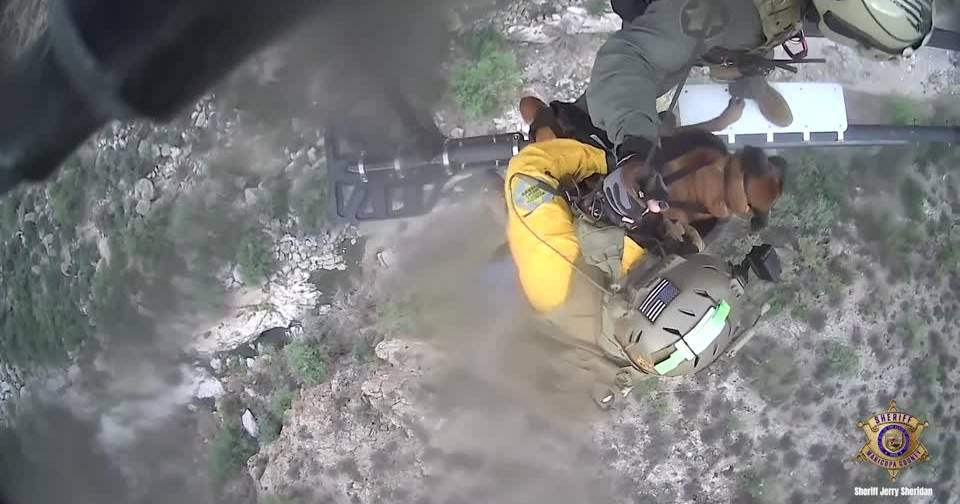 Resgate insólito: cão ferido retirado de helicóptero após queda no Arizona