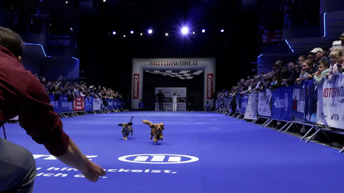 Os dachshunds correram numa pista de 40 metros. No total, 124 cães foram inscritos nas várias categorias da terceira edição da Corrida de Dachshunds de Munique, realizada na Motorworld da cidade, a 11 de outubro de 2025.