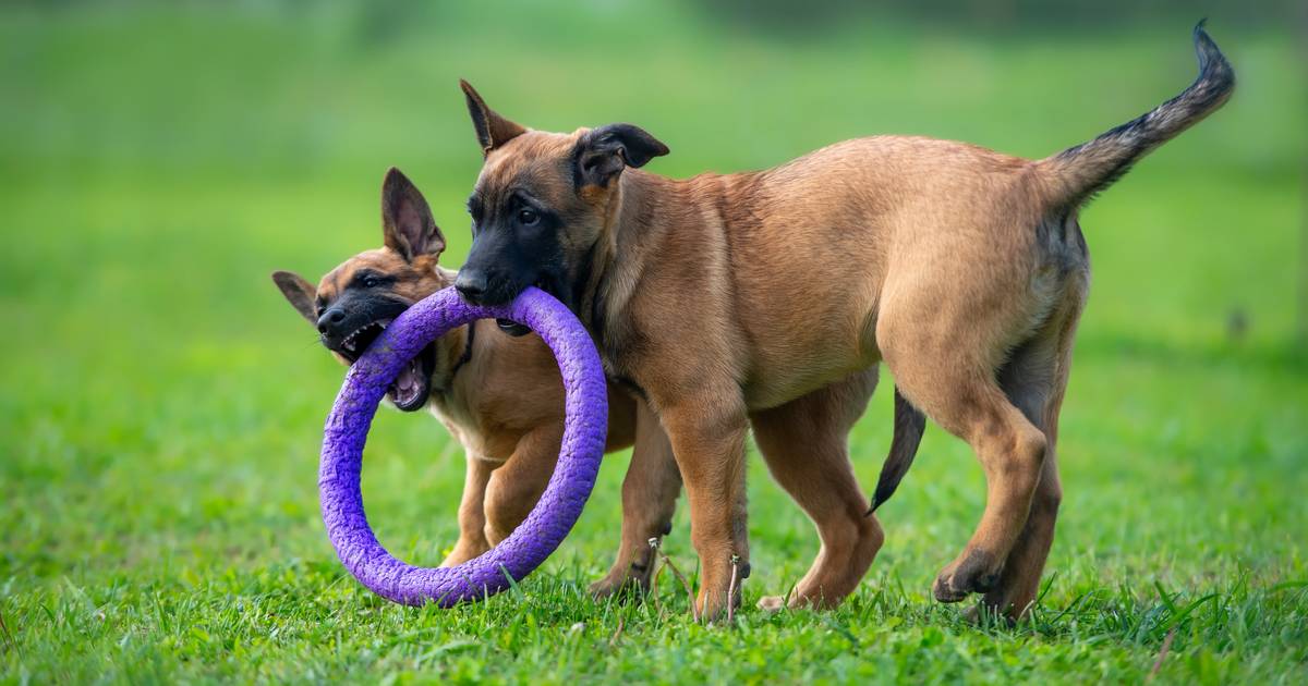Cães são tão apegados aos brinquedos que chegam a ter comportamentos aditivos
