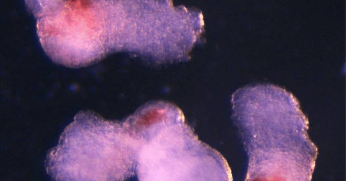 Cientistas criam modelo tridimensional de embrião que produz células sanguíneas