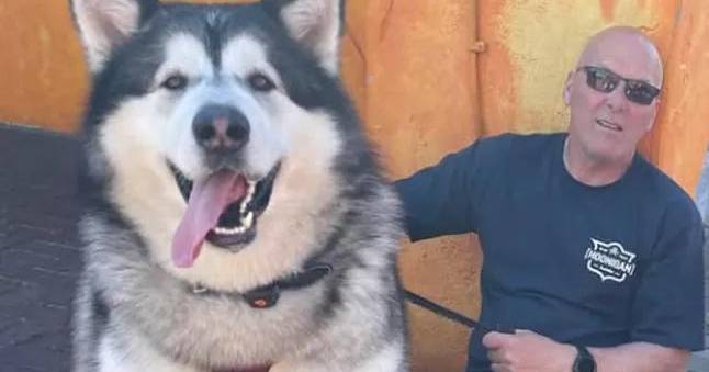 Mal, o cão gigante de 82 quilos que está a conquistar as ruas de Inglaterra e as redes sociais