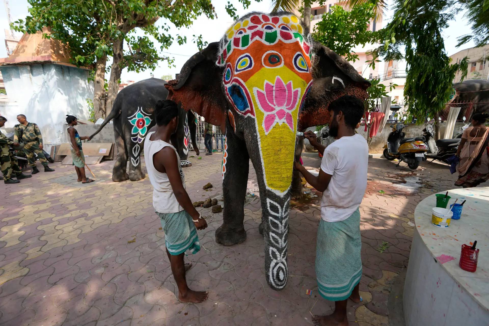 População de elefantes diminuiu um quarto em oito anos na Índia