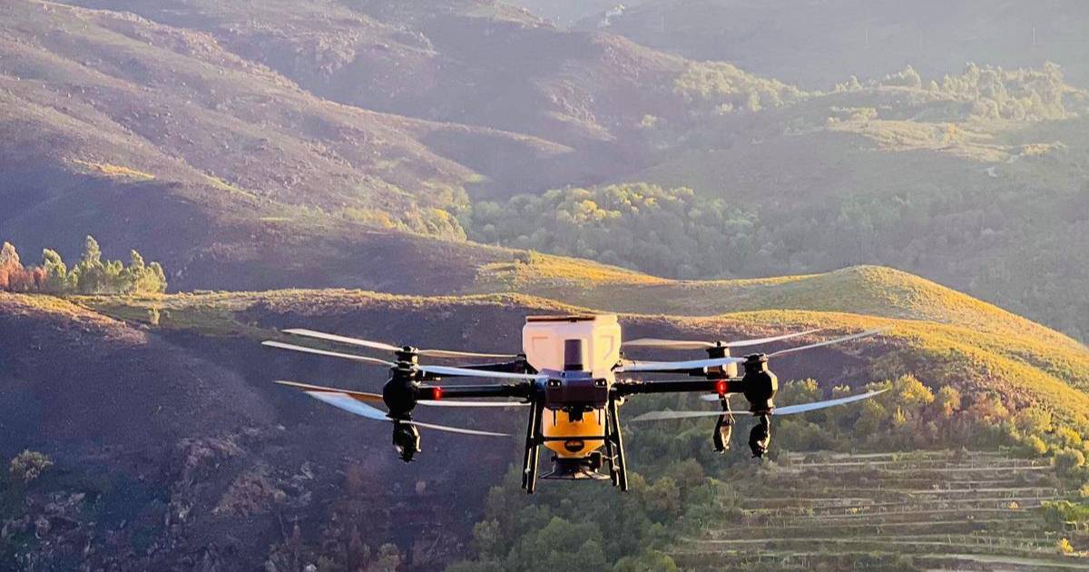 Estão a chover sementes no Gerês: drone ajuda serras devastadas pelos fogos a renascer