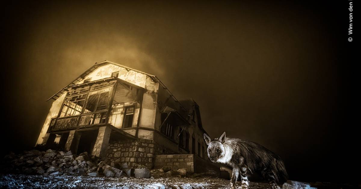 Foto de hiena rara numa cidade fantasma vence prémio de Fotógrafo de Vida Selvagem do Ano 2025