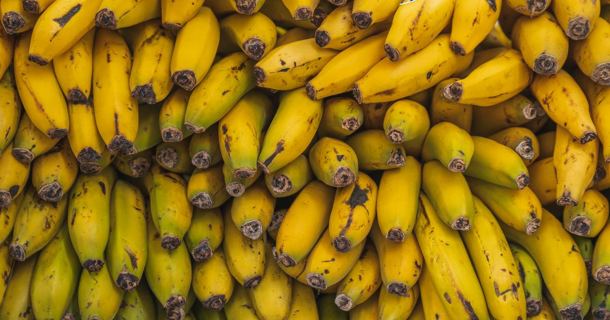 Pequena, cremosa e aromática: banana da Madeira tem museu próprio que recebe cada vez mais visitantes