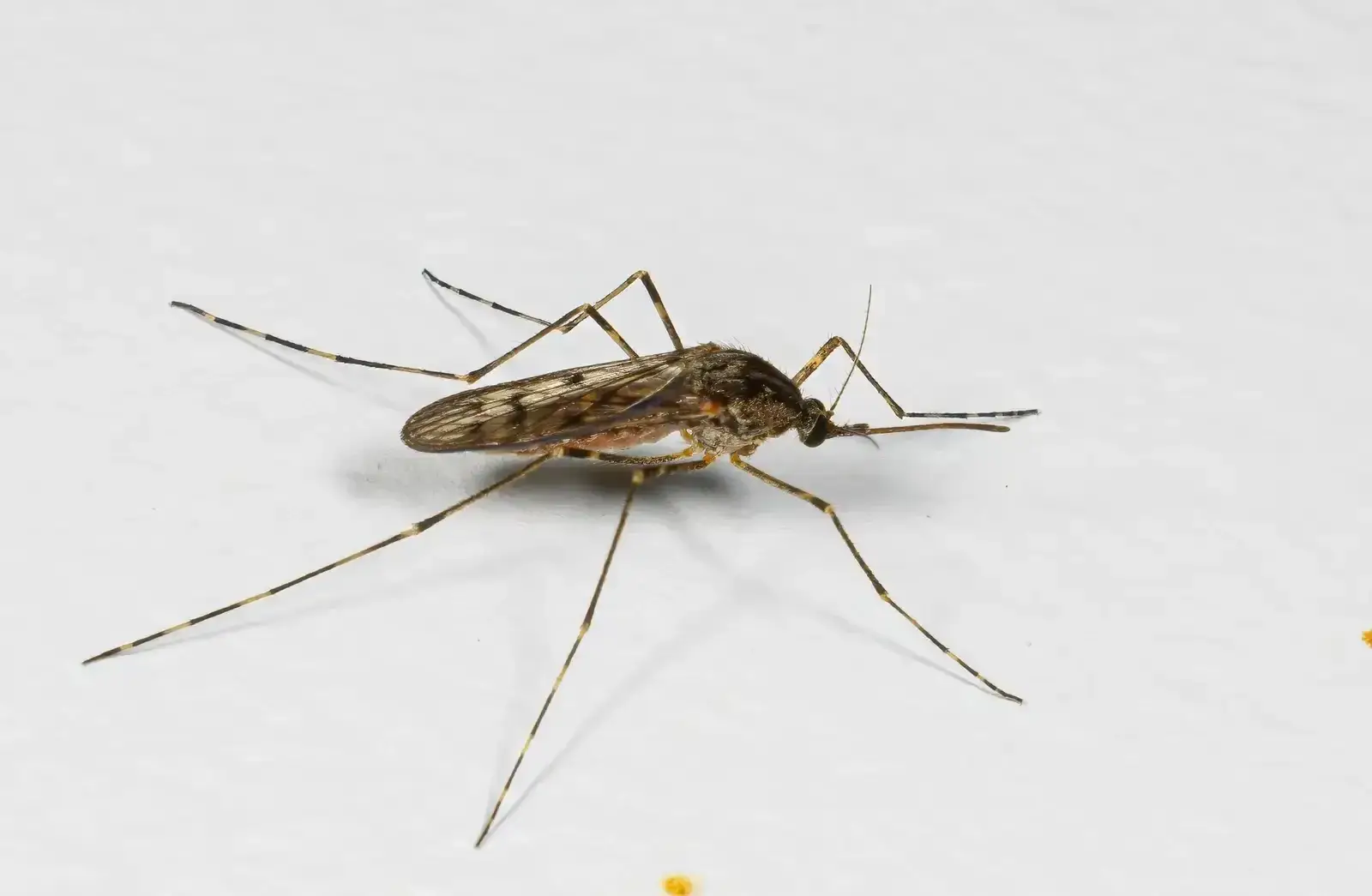 Islândia era dos poucos sítios do mundo sem mosquitos até agora (e a culpa é da crise climática)