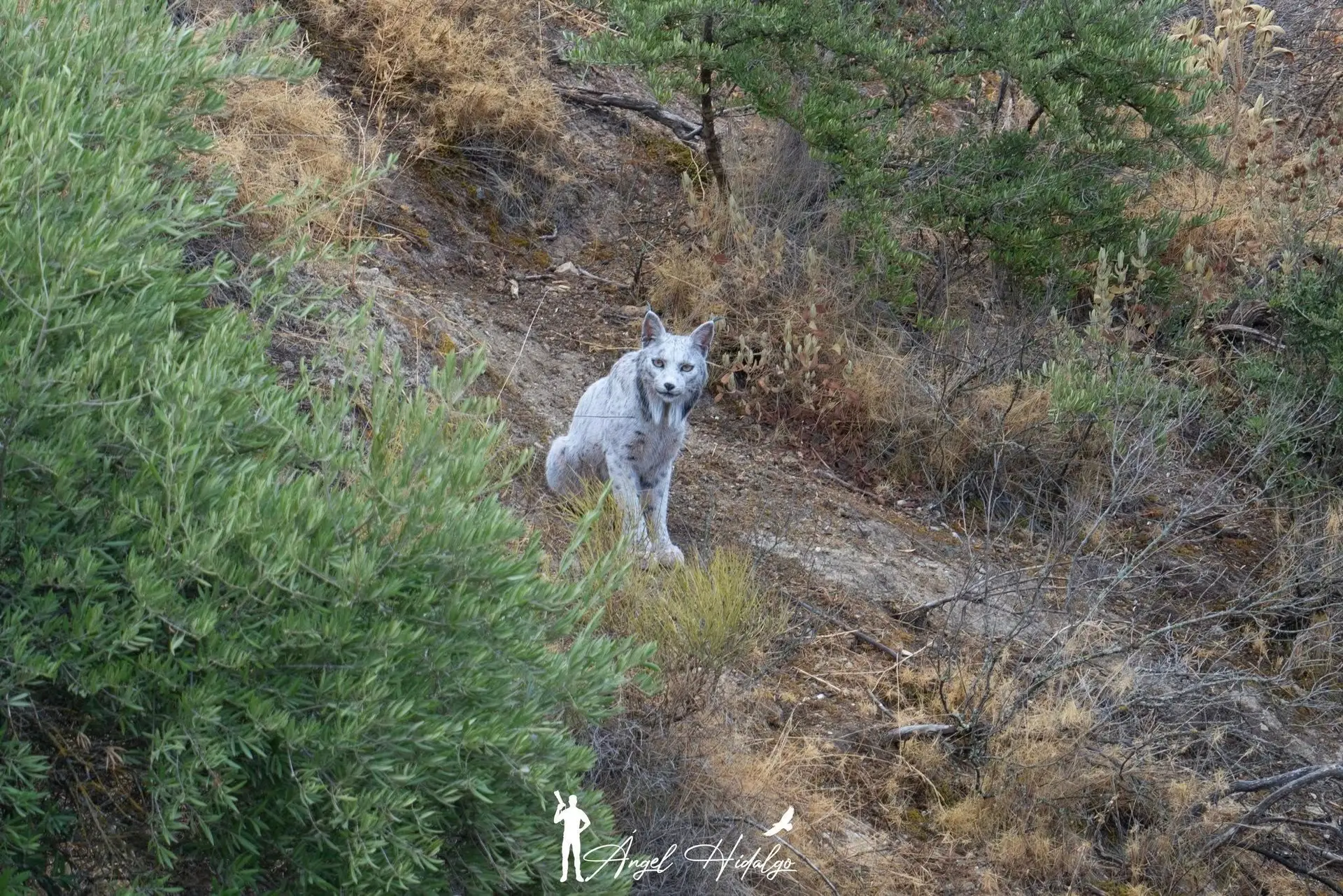 Fenómeno raro captado em fotografia na vizinha Espanha: um lince-ibérico branco