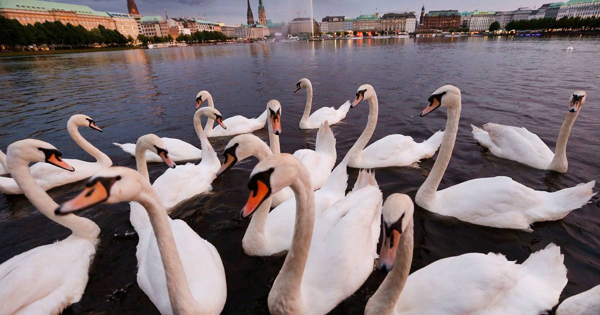 Hamburgo investe sete milhões de euros em habitação... para cisnes
