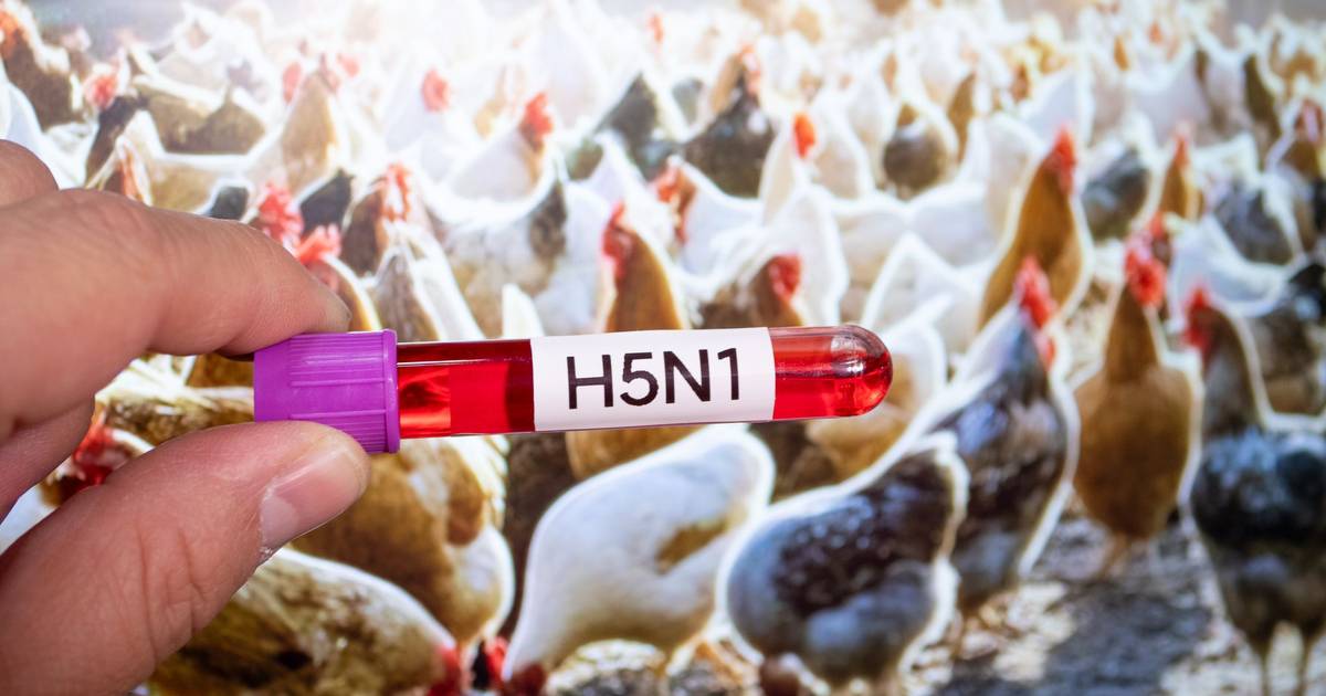França reduz risco de gripe das aves para 