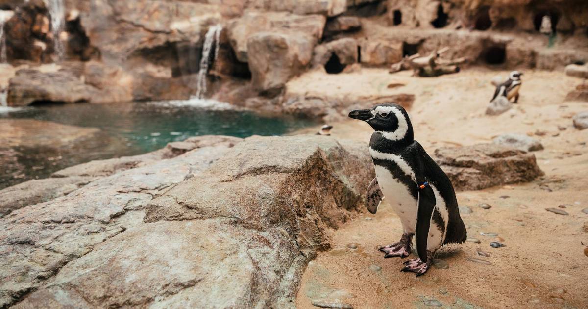 Da Expo 98 ao Oceano do Sul: o novo mundo dos pinguins no Oceanário