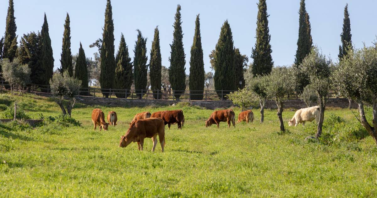 Língua Azul: centenas de explorações no Alentejo afetadas pela doença
