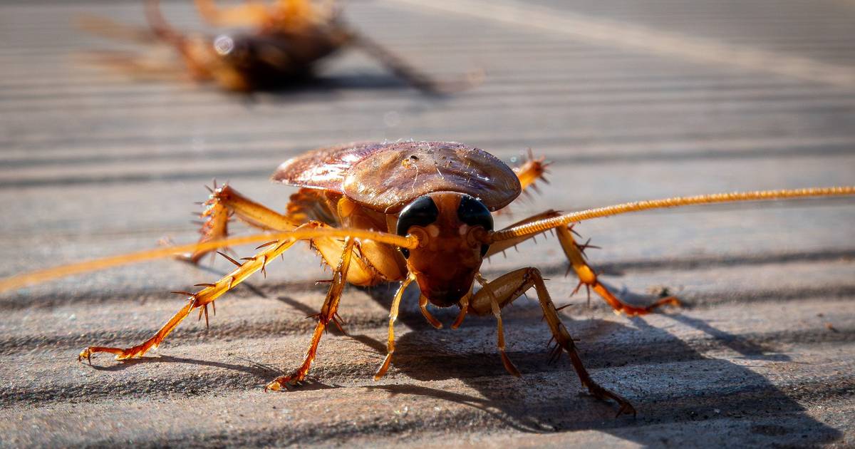 Confissão insólita: suspeito de duplo homicídio diz que foi uma barata que o mandou matar